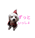 マルとモフ（個別スタンプ：12）