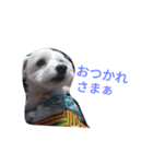 マルとモフ（個別スタンプ：13）