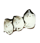 mariepanJ（個別スタンプ：4）