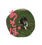 Sheltie 3（個別スタンプ：7）