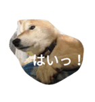 every day WANKO（個別スタンプ：3）