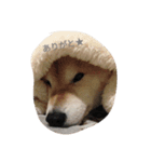 every day WANKO（個別スタンプ：4）