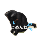 きにゃる2（個別スタンプ：4）