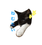 きにゃる2（個別スタンプ：5）