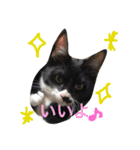 きにゃる2（個別スタンプ：11）