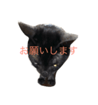 きにゃる2（個別スタンプ：12）