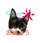 きにゃる2（個別スタンプ：14）
