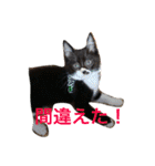きにゃる2（個別スタンプ：24）