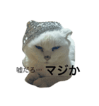 もっちゃんすたんぷ（個別スタンプ：4）