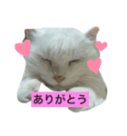 もっちゃんすたんぷ（個別スタンプ：6）
