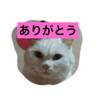 もっちゃんすたんぷ（個別スタンプ：15）