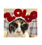 Welcome to misocats world 6（個別スタンプ：3）