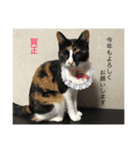 Welcome to misocats world 6（個別スタンプ：5）