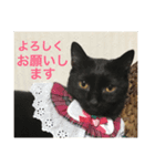 Welcome to misocats world 6（個別スタンプ：7）