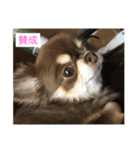 Welcome to misocats world 7（個別スタンプ：1）