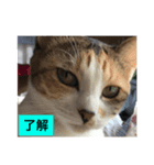 Welcome to misocats world 7（個別スタンプ：2）