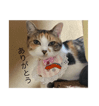 Welcome to misocats world 7（個別スタンプ：3）
