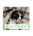 Welcome to misocats world 7（個別スタンプ：4）