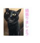Welcome to misocats world 7（個別スタンプ：5）