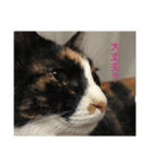 Welcome to misocats world 7（個別スタンプ：6）