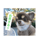 Welcome to misocats world 7（個別スタンプ：7）