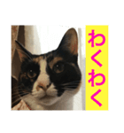 Welcome to misocats world 7（個別スタンプ：8）