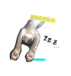 愛猫ソラちゃんとレンちゃんスタンプ（個別スタンプ：1）