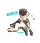 愛猫ソラちゃんとレンちゃんスタンプ（個別スタンプ：2）