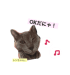 愛猫ソラちゃんとレンちゃんスタンプ（個別スタンプ：3）