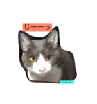 愛猫ソラちゃんとレンちゃんスタンプ（個別スタンプ：4）