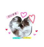 愛猫ソラちゃんとレンちゃんスタンプ（個別スタンプ：5）