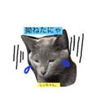 愛猫ソラちゃんとレンちゃんスタンプ（個別スタンプ：6）