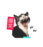 愛猫ソラちゃんとレンちゃんスタンプ（個別スタンプ：7）
