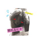 愛猫ソラちゃんとレンちゃんスタンプ（個別スタンプ：8）