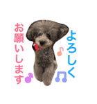 シルバートイプードルあずきちゃん part2（個別スタンプ：2）