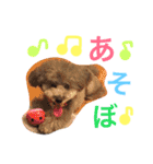 シルバートイプードルあずきちゃん part2（個別スタンプ：4）
