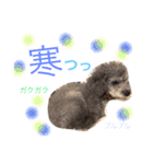 シルバートイプードルあずきちゃん part2（個別スタンプ：9）