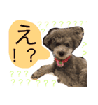 シルバートイプードルあずきちゃん part2（個別スタンプ：10）