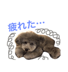 シルバートイプードルあずきちゃん part2（個別スタンプ：17）