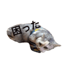 うず君とマロぴん（個別スタンプ：12）
