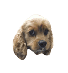 my baby boy cocker2（個別スタンプ：3）