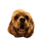 my baby boy cocker2（個別スタンプ：7）