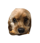 my baby boy cocker2（個別スタンプ：16）