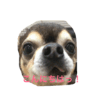 可愛いわんこ（個別スタンプ：1）