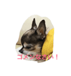可愛いわんこ（個別スタンプ：9）