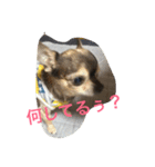 可愛いわんこ（個別スタンプ：10）