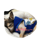 可愛いわんこ（個別スタンプ：13）