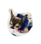 可愛いわんこ（個別スタンプ：15）