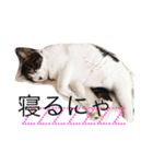 うちのにゃんず達（個別スタンプ：1）
