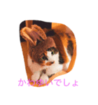 うちのにゃんず達（個別スタンプ：4）